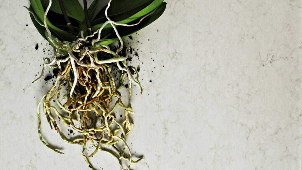 Close-up of orchid roots against light grey marble surface with soft charcoal veins, showcasing nature's elegance.