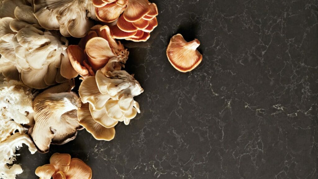 Dish featuring assorted mushrooms atop a textured slate surface, highlighting earthy tones and organic elegance.