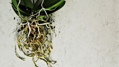 5000 London Grey Countertops - Shop at Home Craft Studio - 3